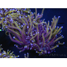 WYSIWYG RAH Euphyllia glabrescens (Elevage Recifathome) 16C5