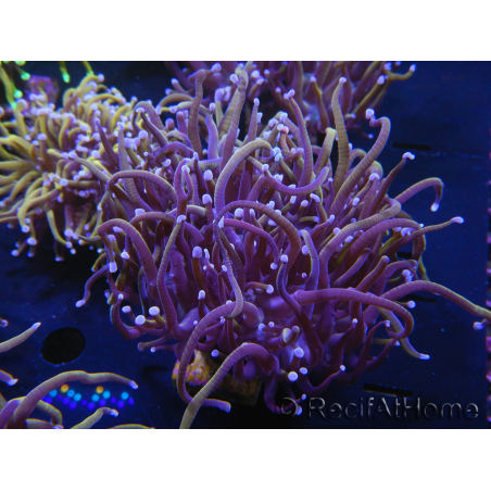 WYSIWYG RAH Euphyllia glabrescens (Elevage Recifathome) 16C6