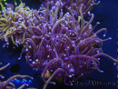 WYSIWYG RAH Euphyllia glabrescens (Elevage Recifathome) 16C1