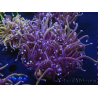 WYSIWYG RAH Euphyllia glabrescens (Elevage Recifathome) 16C6
