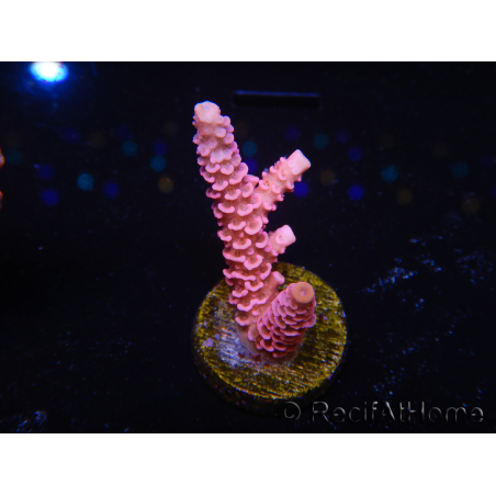 WYSIWYG RAH Acropora millepora Pink Panther 5J1
