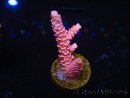 WYSIWYG RAH Acropora millepora Pink Panther 5N5