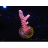 WYSIWYG RAH Acropora millepora Pink Panther 5N5