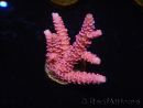 WYSIWYG RAH Acropora millepora Pink Panther 5N6