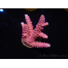 WYSIWYG RAH Acropora millepora Pink Panther 5N6