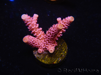 WYSIWYG RAH Acropora millepora Pink Panther 5J3