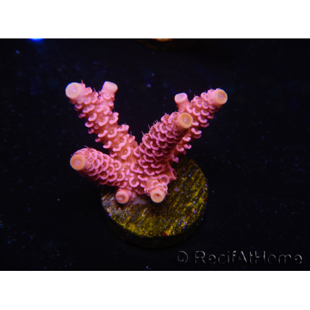WYSIWYG RAH Acropora millepora Pink Panther 5J3