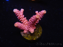 WYSIWYG RAH Acropora millepora Pink Panther 5J3