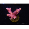 WYSIWYG RAH Acropora millepora Pink Panther 5J3