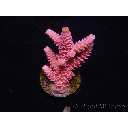WYSIWYG RAH Acropora millepora Pink Panther 5J4