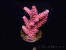WYSIWYG RAH Acropora millepora Pink Panther 5J4