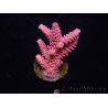 WYSIWYG RAH Acropora millepora Pink Panther 5P6