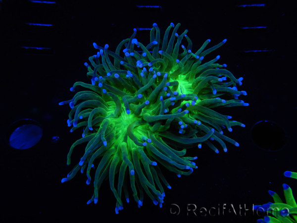 WYSIWYG RAH Euphyllia glabrescens (Elevage Recifathome) 16D1
