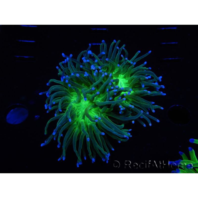 WYSIWYG RAH Euphyllia glabrescens (Elevage Recifathome) 16C1