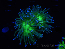 WYSIWYG RAH Euphyllia glabrescens (Elevage Recifathome) 16C1