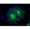 WYSIWYG RAH Euphyllia glabrescens (Elevage Recifathome) 16C1