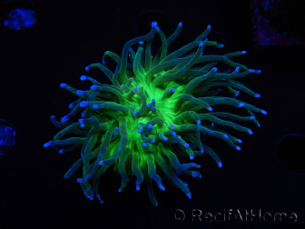 WYSIWYG RAH Euphyllia glabrescens (Allevamento Recifathome) 16C1