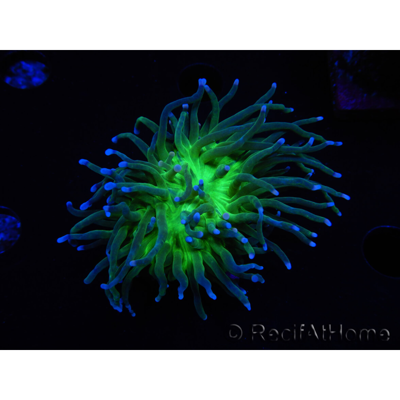 WYSIWYG RAH Euphyllia glabrescens (Recifathome Breeding) 16C1