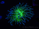 WYSIWYG RAH Euphyllia glabrescens (Elevage Recifathome) 16D2