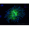WYSIWYG RAH Euphyllia glabrescens (Elevage Recifathome) 16C1