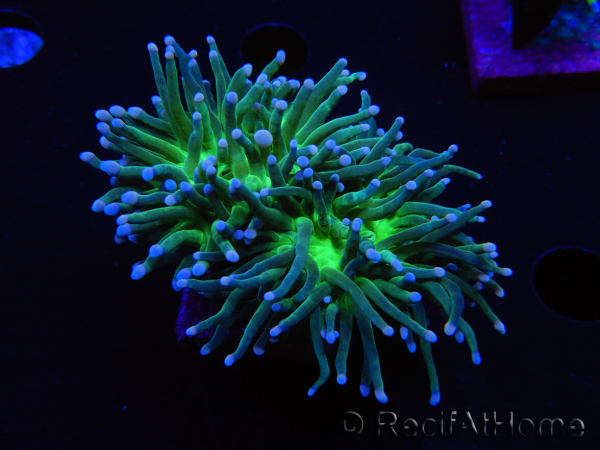 WYSIWYG RAH Euphyllia glabrescens (Elevage Recifathome) 16D3
