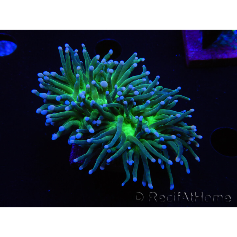 WYSIWYG RAH Euphyllia glabrescens (Recifathome Breeding) 16C1