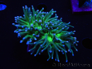 WYSIWYG RAH Euphyllia glabrescens (Elevage Recifathome) 16D3