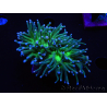 WYSIWYG RAH Euphyllia glabrescens (Recifathome Breeding) 16C1