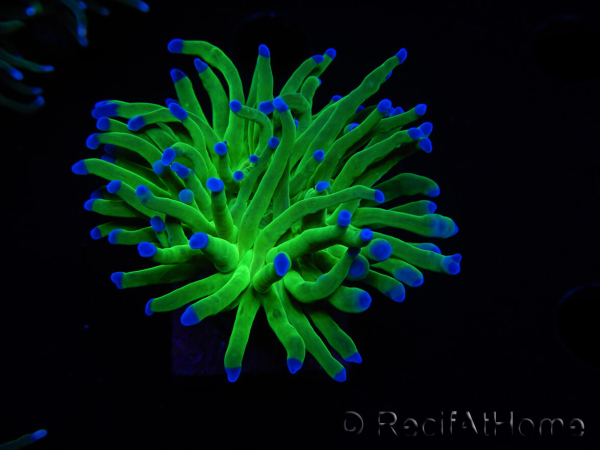 WYSIWYG RAH Euphyllia glabrescens (Elevage Recifathome) 16D4
