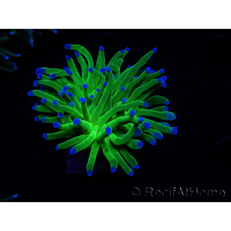 WYSIWYG RAH Euphyllia glabrescens (Elevage Recifathome) 16C1
