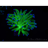 WYSIWYG RAH Euphyllia glabrescens (Zucht Recifathome) 16C1