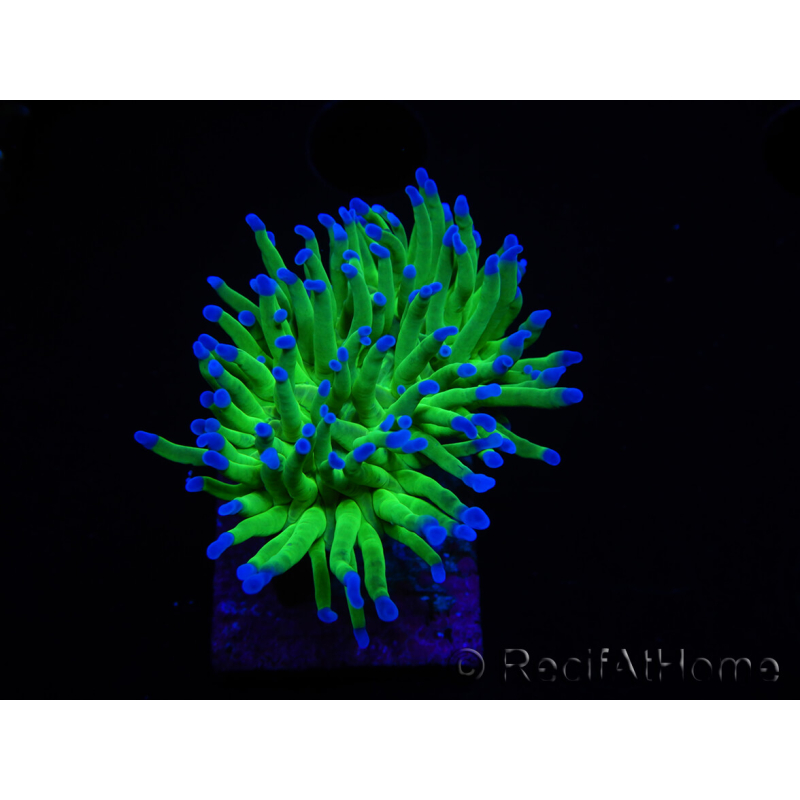 WYSIWYG RAH Euphyllia glabrescens (Allevamento Recifathome) 16C1