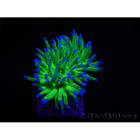 WYSIWYG RAH Euphyllia glabrescens (Allevamento Recifathome) 16C1