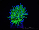 WYSIWYG RAH Euphyllia glabrescens (Elevage Recifathome) 16C1