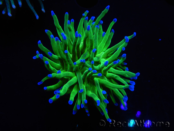 WYSIWYG RAH Euphyllia glabrescens (Cría Recifathome) 16C1