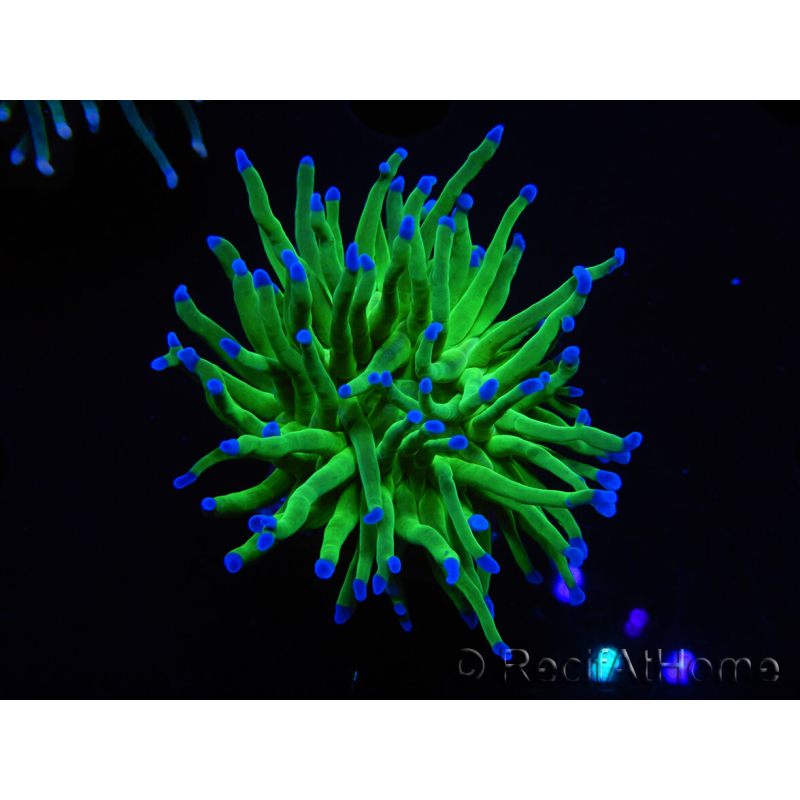 WYSIWYG RAH Euphyllia glabrescens (Elevage Recifathome) 16D6