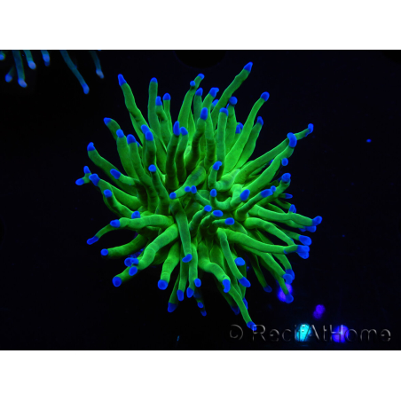 WYSIWYG RAH Euphyllia glabrescens (Elevage Recifathome) 16D6