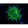 WYSIWYG RAH Euphyllia glabrescens (Cría Recifathome) 16C1
