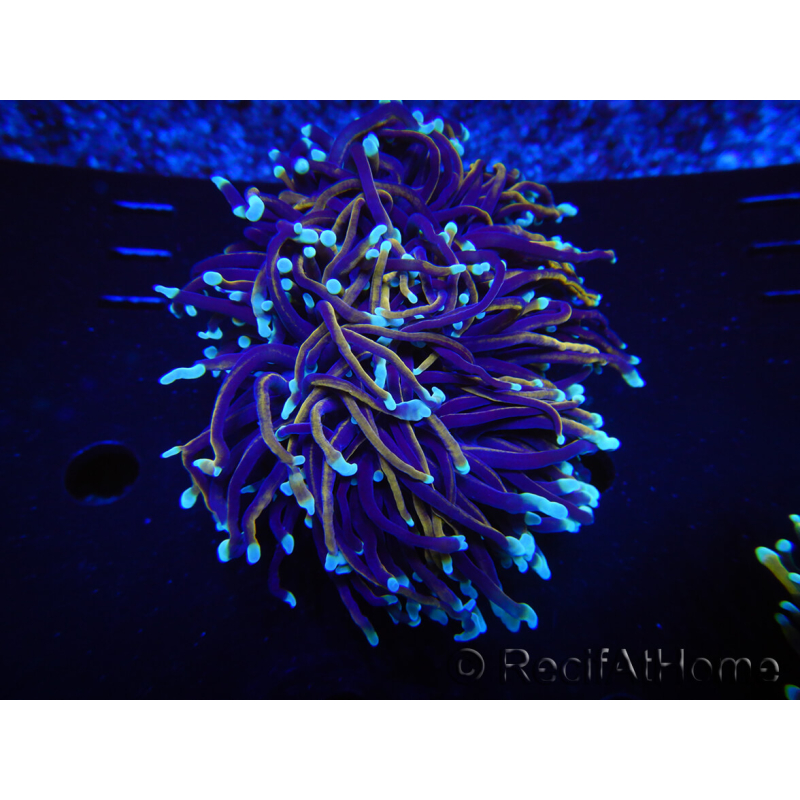 WYSIWYG RAH Euphyllia glabrescens (Elevage Recifathome) 16C1
