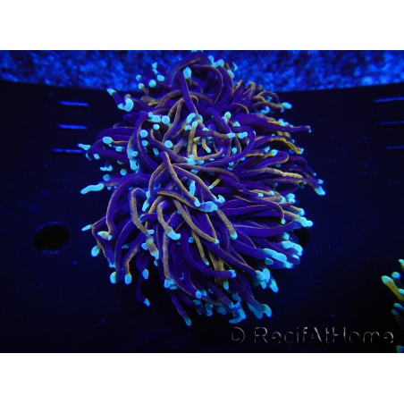 WYSIWYG RAH Euphyllia glabrescens (Elevage Recifathome) 16C1