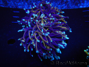 WYSIWYG RAH Euphyllia glabrescens (Elevage Recifathome) 16C1