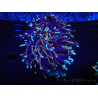 WYSIWYG RAH Euphyllia glabrescens (Elevage Recifathome) 16C1
