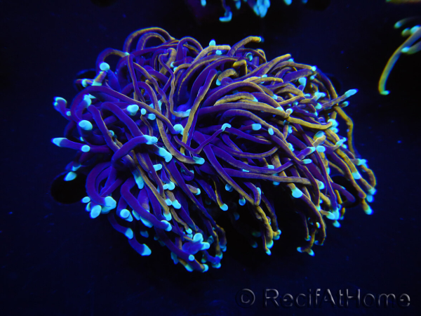 WYSIWYG RAH Euphyllia glabrescens (Elevage Recifathome) 16E2