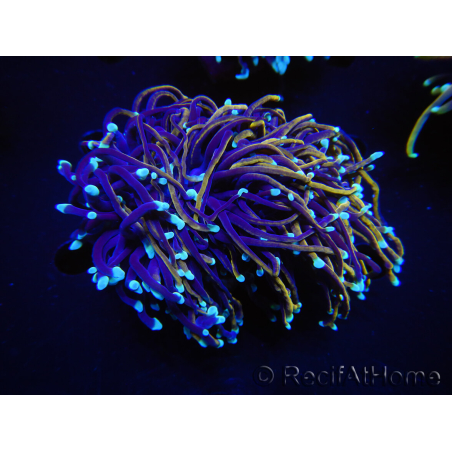 WYSIWYG RAH Euphyllia glabrescens (Elevage Recifathome) 16E2