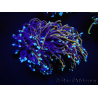 WYSIWYG RAH Euphyllia glabrescens (Cría Recifathome) 16C1