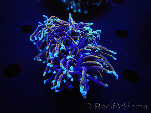 WYSIWYG RAH Euphyllia glabrescens (Elevage Recifathome) 16E3