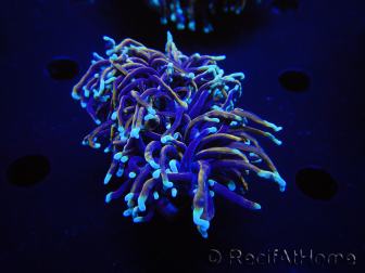 WYSIWYG RAH Euphyllia glabrescens (Cría Recifathome) 16C1