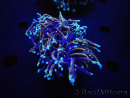 WYSIWYG RAH Euphyllia glabrescens (Elevage Recifathome) 16C1