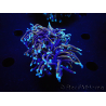 WYSIWYG RAH Euphyllia glabrescens (Cría Recifathome) 16C1