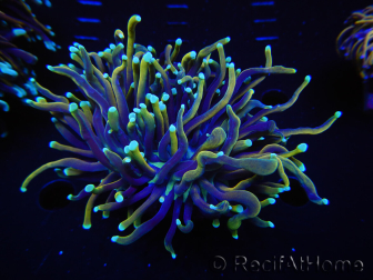 WYSIWYG RAH Euphyllia glabrescens (Allevamento Recifathome) 16C1